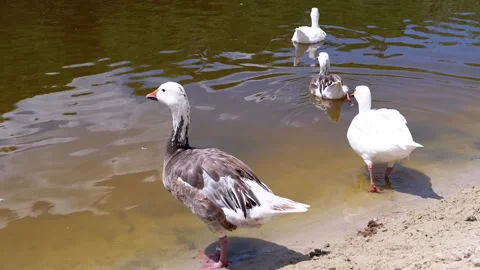 Ducks Swimming in Pond Stock Footage 293211373