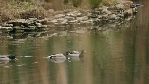 Ducks Swimming in a Pond Stock Footage 306185815