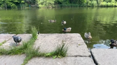 Ducks swimming in a pond Stock Footage 311667070