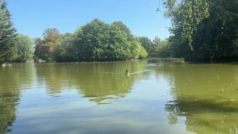Ducks swimming in a pond Stock Footage 314949170