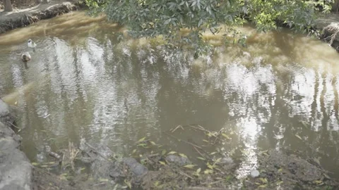 Ducks swimming on a pond 스톡 동영상 318088525