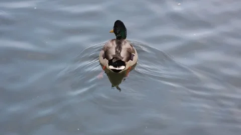 Ducks Swimming in Pond Stock Footage 318262048