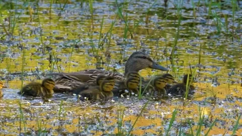 Ducks Swimming in Pond Stock Footage 323140302