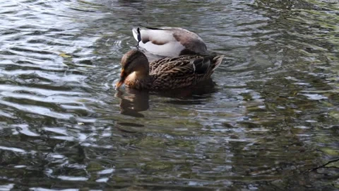 Ducks swimming in pond, one diving underwater in search of food Stock Footage 318894739