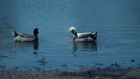 Ducks swimming in pond slow motion Stock Footage 196294987