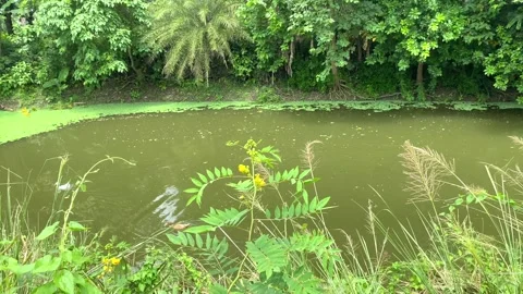 Ducks swimming in the pond,  swans Stock Footage 285078645