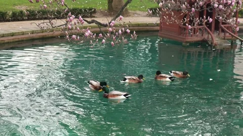 Ducks swimming in a pond under blooming trees Stock Footage 339316997