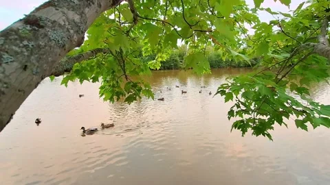 Ducks Swimming In A Pond Under A Tree With Green Leaves Video stock 255174306
