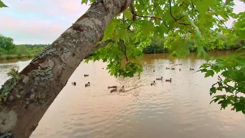Ducks Swimming In A Pond Under A Tree Branch With Green Leaves Stock Footage 255174307
