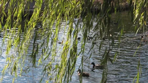 Ducks swimming in a pond with vines in the foreground. Stock Footage 110796132