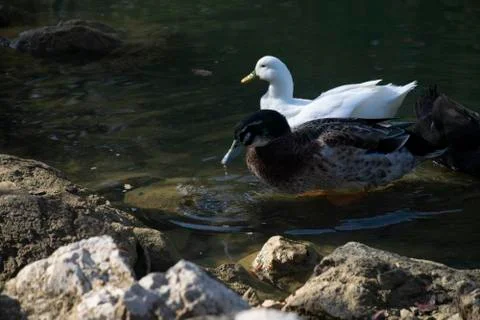 The ducks swimming on the ponds Photos