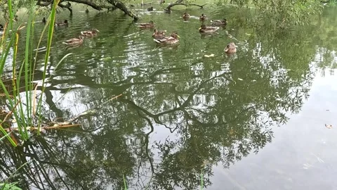 Ducks Swimming on Quiet Pond With Tree Reflections Above Stock Footage 340273973