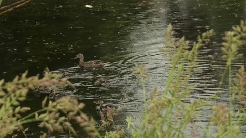 Ducks Swimming in the Rain Stock Footage 240645542