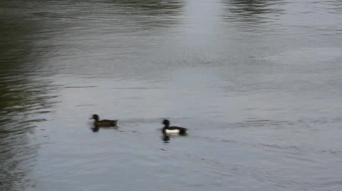 Ducks swimming in the river 8306 Stock Footage 31024184