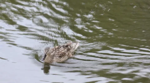 Ducks swimming in the river 8316 스톡 동영상 31023909