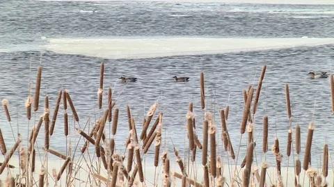 Ducks swimming on the river along the ice floes Stock Footage 74258552