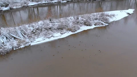 Ducks swimming in a river during winter in 4K Stock Footage 100702896