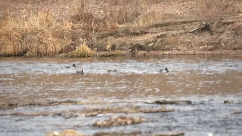 Ducks swimming up the river in the fall 스톡 동영상 204382717