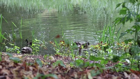 Ducks Swimming in the River Foliage and Leaves with Audio. Stock Footage 126964161