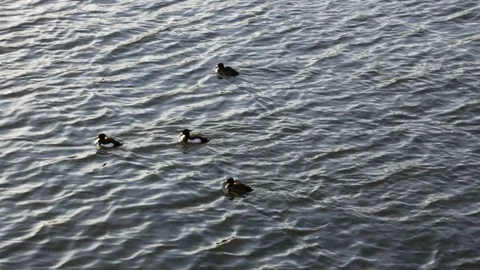 Ducks swimming in a river Stock Footage 74066546