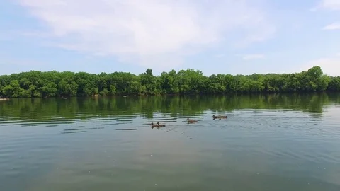 Ducks swimming in river 스톡 동영상 76944833