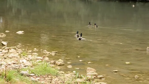 Ducks swimming in the river Stock Footage 79463092