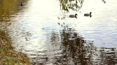 Ducks swimming on the river Видео 81796328