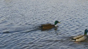 Ducks swimming in the river Stock Footage 85520781