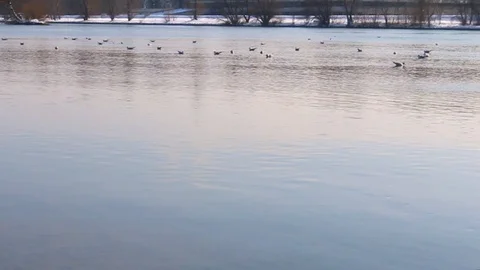 Ducks swimming on a river 動画素材 86846190