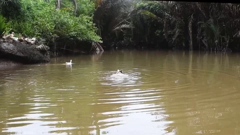 Ducks swimming at the river Stock Footage 128192223