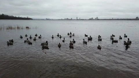 Ducks swimming in the river Stock Footage 143199215