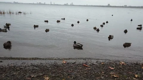 Ducks swimming in the river Stock Footage 143199482