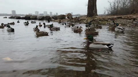 Ducks swimming in the river Stock Footage 143200626