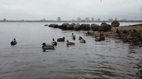 Ducks swimming in a river Stock Footage 144052688