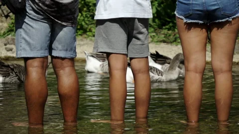 DUCKS SWIMMING IN THE RIVER Video stock 160629044