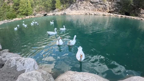 Ducks swimming river 스톡 동영상 219855595