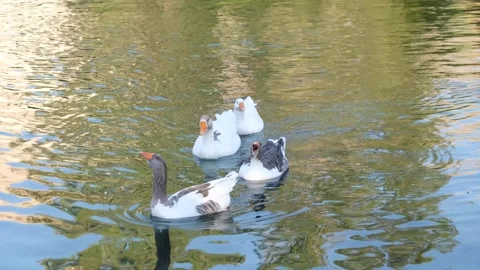 Ducks swimming in the river Stock Footage 294065716