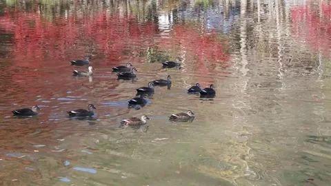 Ducks swimming in the river Video stock 302949407