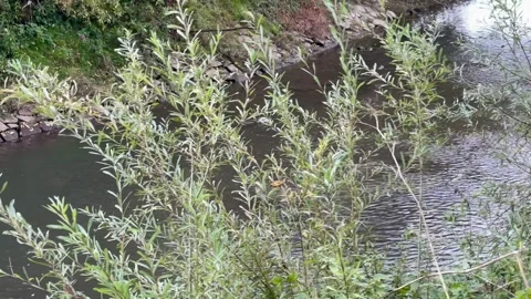 Ducks Swimming in a River 動画素材 318849387