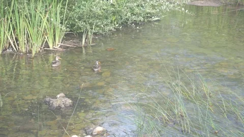 Ducks Swimming in a River Stock Footage 341587663