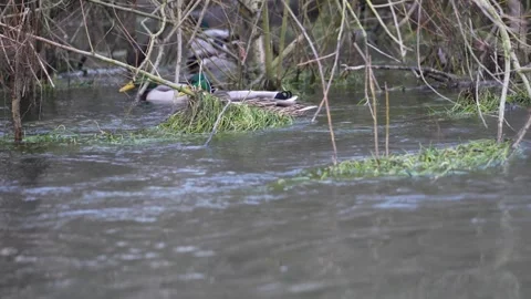 Ducks Swimming on the River Itchen 動画素材 299719733