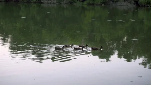 Ducks swimming in a river from left to right horizontal Stock Footage 116488207