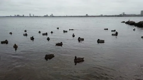 Ducks swimming in the river  - pan to ducks on land Stock Footage 143199480