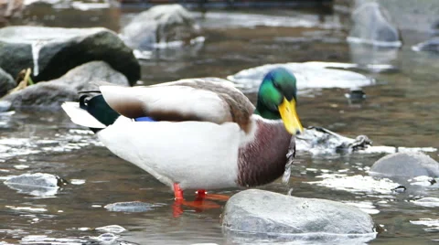 Ducks swimming at river shore Stock Footage 45102803
