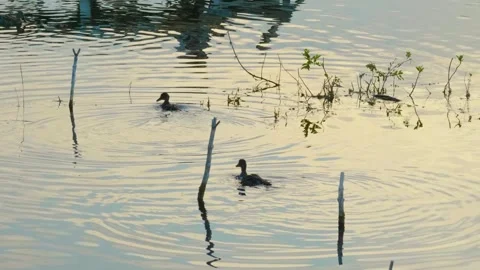 Ducks Swimming in a River at Sunset, possibly Ros River, Ukraine Stock Footage 326313547