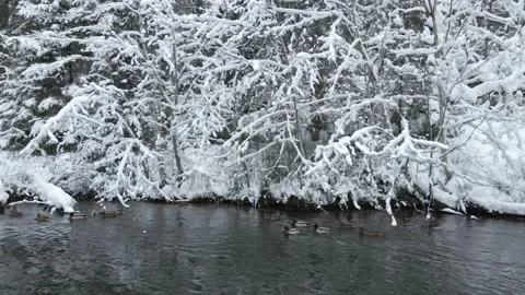 Ducks Swimming In The River In Winter Stock Footage 238617200