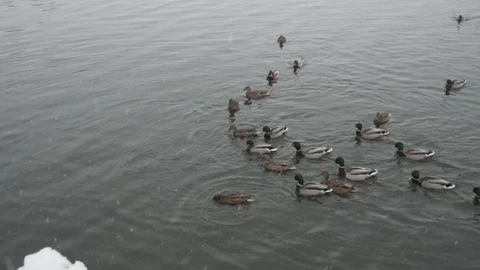 Ducks swimming in the river in winter on snowy day. Slow motion Stock Footage 100225989