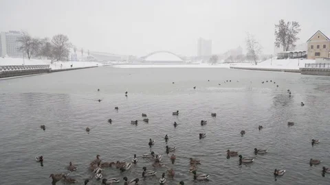 Ducks swimming in the river in winter on snowy day. Minsk, Belarus. Nemiga Stock Footage 100226065