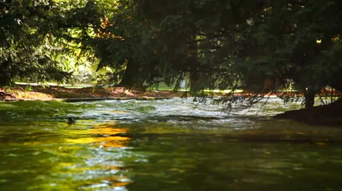 Ducks swimming on the river_06 Stock Footage 33739817