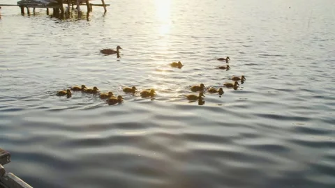 Ducks Swimming on Ros River at Sunset, Ukraine Stock Footage 326274427